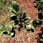 Młode liście ostrokrzewu paragwajskiego Fot. Krzysztof Miduch